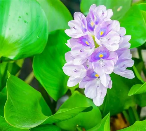 ¿Cuándo florece el jacinto de agua?