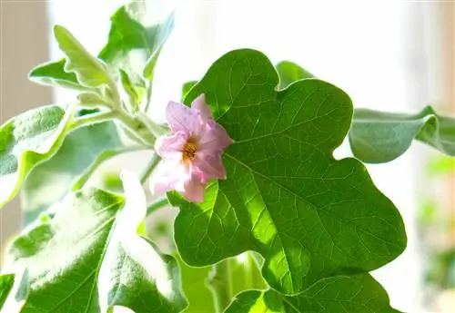 How to properly overwinter eggplants