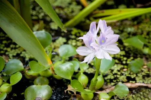 Water Hyacinth Lake