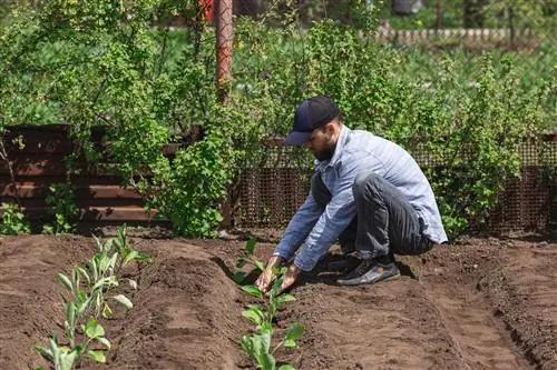 کاشت بادمجان در فضای باز - این زمان مناسب است