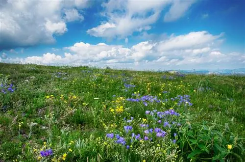 Crea un prato: passo dopo passo verso un colorato prato estivo