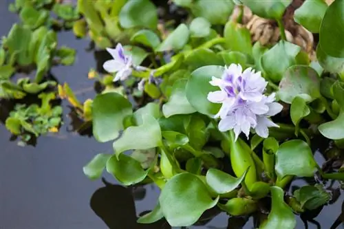 Entretien de la jacinthe d'eau : conseils pour des plantes saines dans l'étang