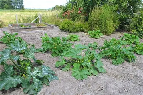 Magtanim ng mga talong at zucchini sa tabi ng bawat isa