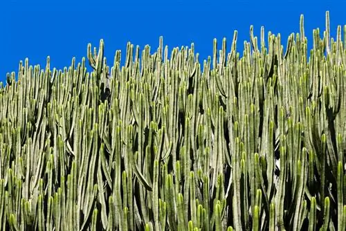 ¿Existe alguna planta parecida a un cactus? - Consejos sobre tipo y cuidado