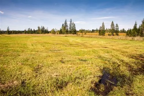 Marsh äng: livsmiljö för sällsynta arter och erkänner faror