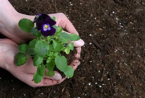 ¿Cuándo deberías plantar pensamientos para una floración óptima?