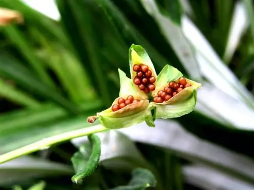 Viooltjes vermeerderen: methoden voor gezonde planten