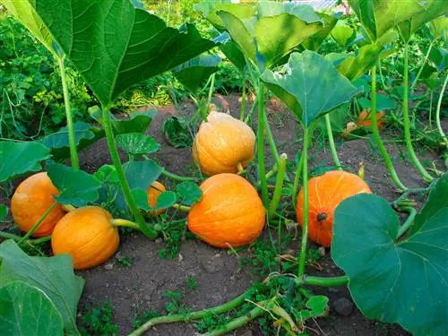 Grow eggplants and pumpkins together in the bed