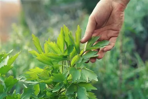 ljubica peronospora