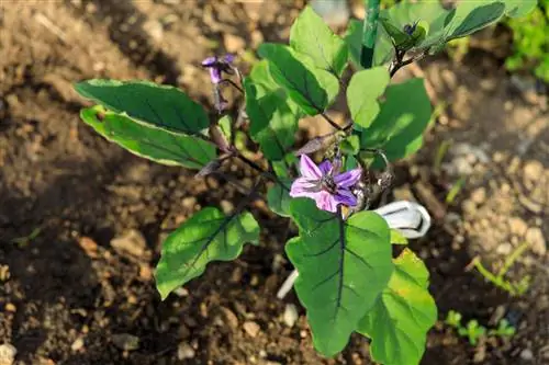 Gaano kalaki ang nakukuha ng mga mini eggplants?