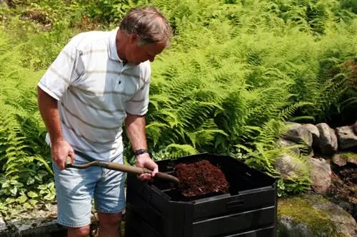 Fertilize fern kom zoo: Qhov no yog qhov nws nyob zoo thiab noj qab nyob zoo