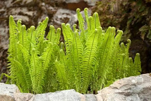 Varing in die tuin: Eetbaar of giftig? 'n Besluitnemingshulpmiddel