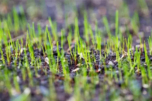 Menabur kembali padang rumput