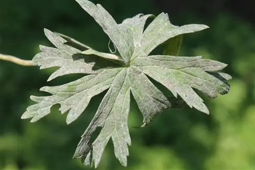 Bescherm geraniums tegen meeldauw