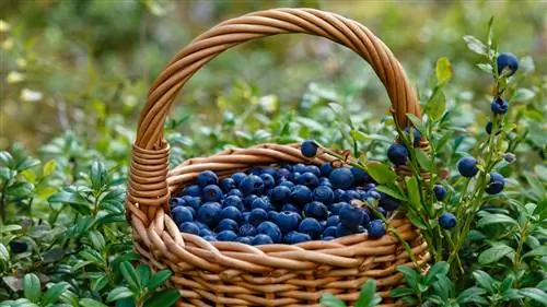 kutambua blueberries