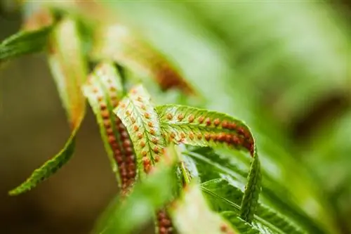 Fern reproduction: Mysterious reproduction via spores