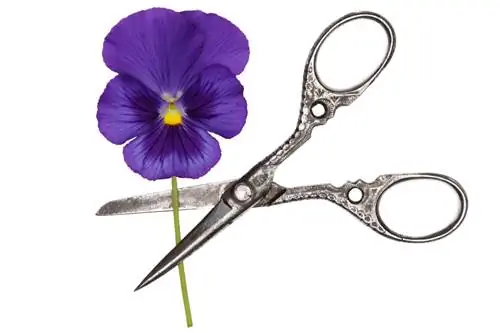 Pansy pruning