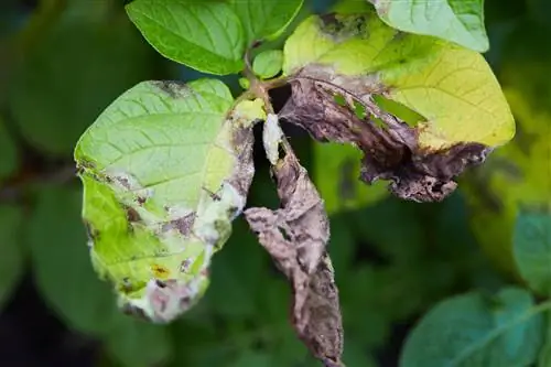 Mildew on potatoes - save crops from late blight and brown rot