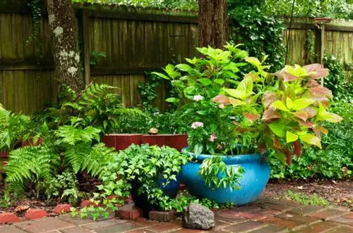 Fern bed