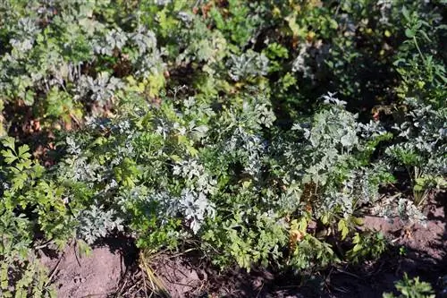 Powdery mildew on tshuaj ntsuab - tiv thaiv, kho thiab tiv thaiv nroj tsuag