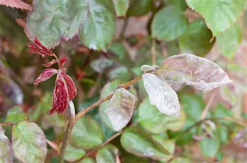 মিল্ডিউ গোলাপ ভিনেগার