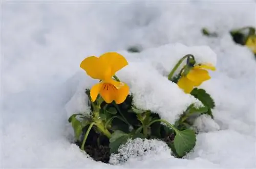 Pansies in die sneeu