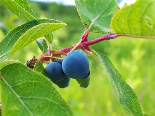 honeysuckle ya blueberry