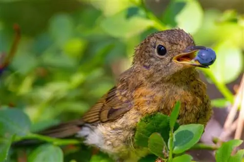 eet-vogels-bosbessen