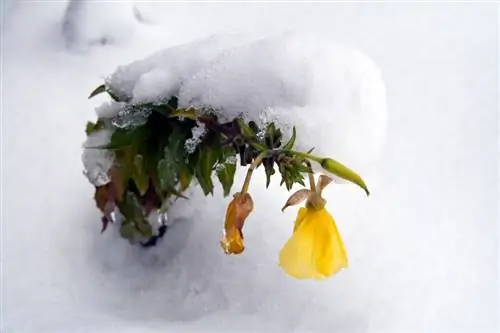 Pansies in winter