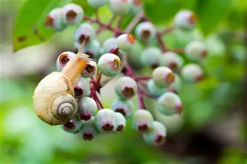 makan-siput-blueberi