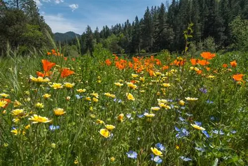 Magia da primavera: o esplendor das cores das plantas dos prados locais