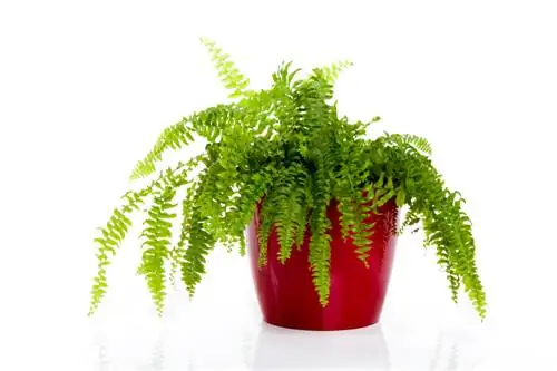 Idishdagi fern