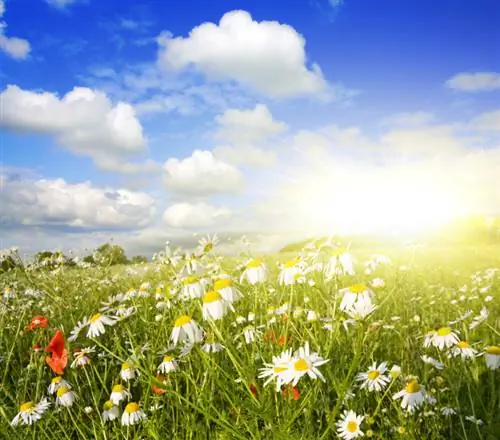 Prado de flores silvestres en el jardín: ¿Qué debes tener en cuenta al crearlo?