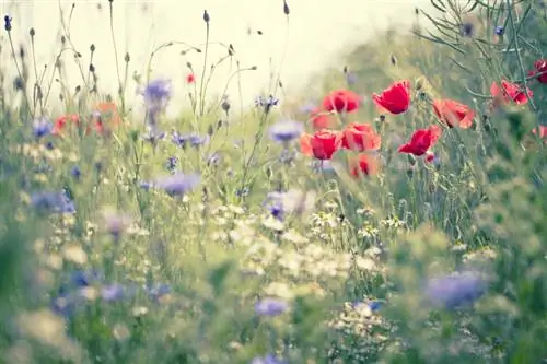 Prato di fiori selvatici in giardino: istruzioni per una cura ottimale