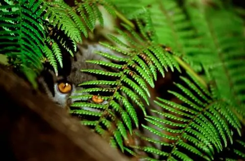 Varens en katten: hoe giftig zijn deze planten?