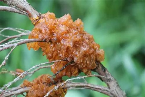 Reixeta de pera al ginebre xinès