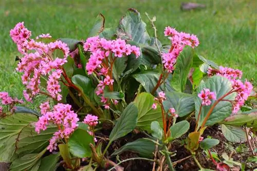 bergenia-bi vänlig