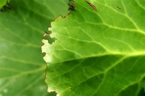 hojas de bergenia carcomidas