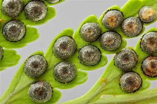 Fern spores Fern spores