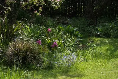 Plant bergenias in the shade