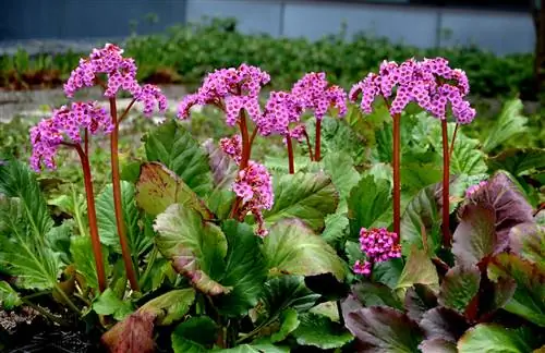 σαλιγκάρια bergenia