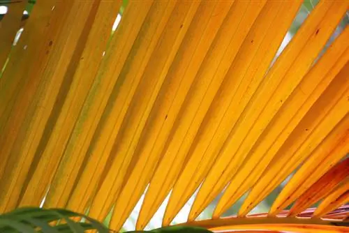 Kentia palm turns yellow