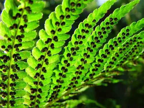 Fern սերմեր