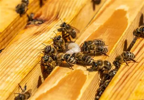 Cuando un nido de abejas toma forma en la mesa