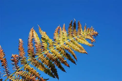 La falguera es torna marró? Causes i solucions per a plantes sanes