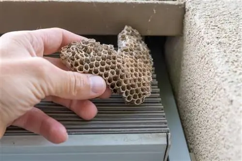 Dios mío: un nido de abejas en la caja de la persiana