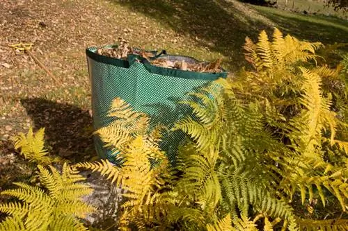 Frost-sensitive ferns in winter? Protective measures & tips