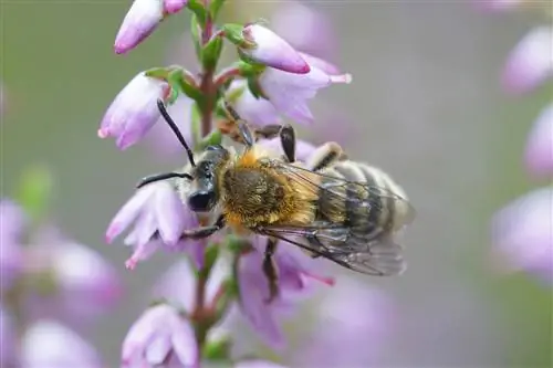 Sapu heather ramah terhadap lebah