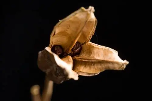 Harvesting and propagating iris seeds: How does it work?