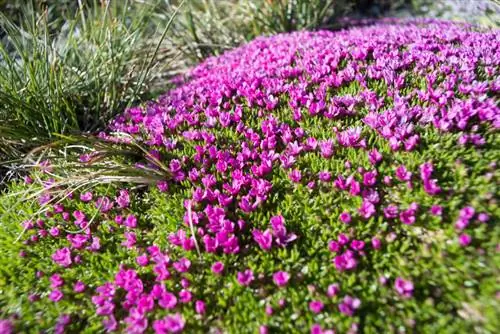 Feather cushions: Which varieties are suitable as a lawn replacement?